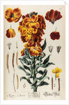 Keiri, Cheiri by Elizabeth Blackwell