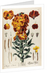 Keiri, Cheiri by Elizabeth Blackwell