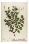Ilex coccigera by Elizabeth Blackwell