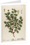 Ilex coccigera by Elizabeth Blackwell