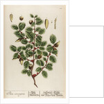 Ilex coccigera by Elizabeth Blackwell