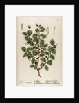 Ilex coccigera by Elizabeth Blackwell