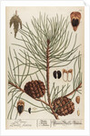 Pinus sativa by Elizabeth Blackwell