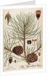 Pinus sativa by Elizabeth Blackwell