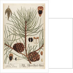Pinus sativa by Elizabeth Blackwell