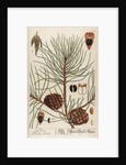 Pinus sativa by Elizabeth Blackwell