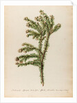 'Alaternoides Africana' by Jacob van Huysum