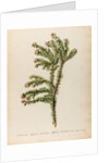 'Alaternoides Africana' by Jacob van Huysum