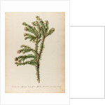 'Alaternoides Africana' by Jacob van Huysum