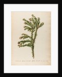 'Alaternoides Africana' by Jacob van Huysum