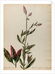'Amaranthus spica albescente habitiore' by Jacob van Huysum