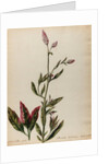 'Amaranthus spica albescente habitiore' by Jacob van Huysum