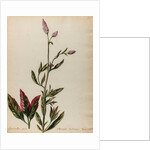 'Amaranthus spica albescente habitiore' by Jacob van Huysum