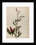 'Amaranthus spica albescente habitiore' by Jacob van Huysum
