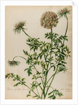 'Daucus sylvestris' by Jacob van Huysum