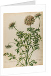 'Daucus sylvestris' by Jacob van Huysum