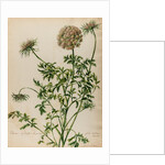 'Daucus sylvestris' by Jacob van Huysum