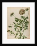 'Daucus sylvestris' by Jacob van Huysum