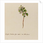'Crassula Portulacae facie repens' by Jacob van Huysum