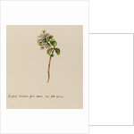 'Crassula Portulacae facie repens' by Jacob van Huysum