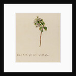'Crassula Portulacae facie repens' by Jacob van Huysum