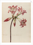 'Lilio- Narcissus Americanus Belladonna' by Jacob van Huysum
