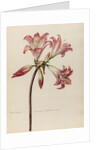 'Lilio- Narcissus Americanus Belladonna' by Jacob van Huysum