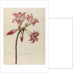 'Lilio- Narcissus Americanus Belladonna' by Jacob van Huysum