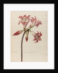 'Lilio- Narcissus Americanus Belladonna' by Jacob van Huysum