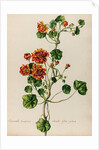 'Acriviola maxima odorata flore pleno' by Jacob van Huysum