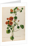 'Acriviola maxima odorata flore pleno' by Jacob van Huysum