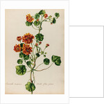 'Acriviola maxima odorata flore pleno' by Jacob van Huysum