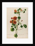 'Acriviola maxima odorata flore pleno' by Jacob van Huysum