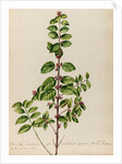 'Vitis Idoea Caroliniana' by Jacob van Huysum