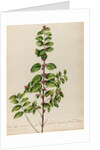 'Vitis Idoea Caroliniana' by Jacob van Huysum