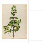 'Vitis Idoea Caroliniana' by Jacob van Huysum