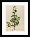 'Vitis Idoea Caroliniana' by Jacob van Huysum