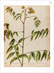 'Cassia decaphylla Orobi' by Jacob van Huysum