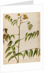 'Cassia decaphylla Orobi' by Jacob van Huysum