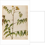 'Cassia decaphylla Orobi' by Jacob van Huysum