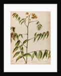 'Cassia decaphylla Orobi' by Jacob van Huysum