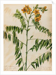 'Cassia Bahamensis' by Jacob van Huysum