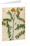 'Cassia Bahamensis' by Jacob van Huysum