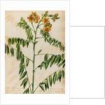 'Cassia Bahamensis' by Jacob van Huysum