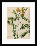 'Cassia Bahamensis' by Jacob van Huysum