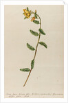 'Senna spuria mimosae' by Jacob van Huysum