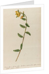'Senna spuria mimosae' by Jacob van Huysum