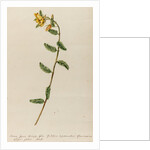 'Senna spuria mimosae' by Jacob van Huysum
