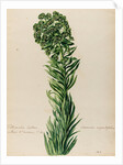'Tithymalus Creticus characias' by Jacob van Huysum