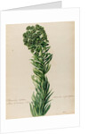 'Tithymalus Creticus characias' by Jacob van Huysum